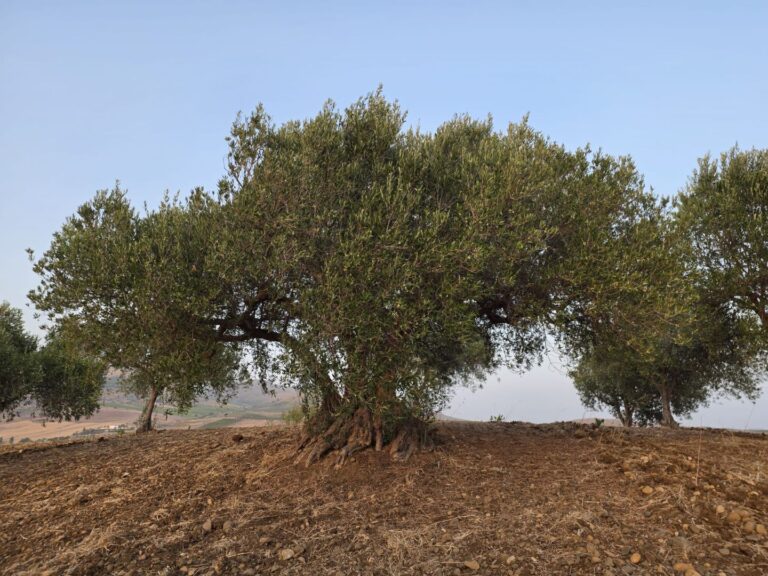 the oldest olive tree on nonna's olive grove in sicily